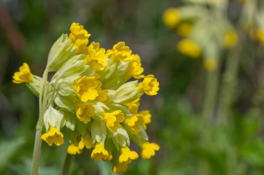 Çiçek açarken yaygın inek kaymalarına (primula veris) yakınlaş