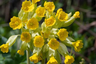 Çiçek açarken yaygın inek kaymalarına (primula veris) yakınlaş