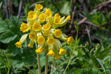 Çiçek açarken yaygın inek kaymalarına (primula veris) yakınlaş