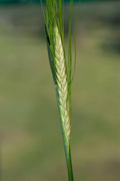 Makro Skott Ett Öra Korn Hordeum Vulgare — Stockfoto