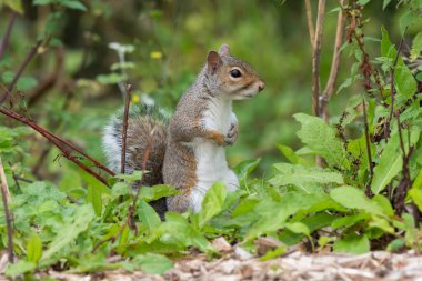 Doğu gri sincabı portresi (Sciurus carolinensis) ayağa kalkıyor