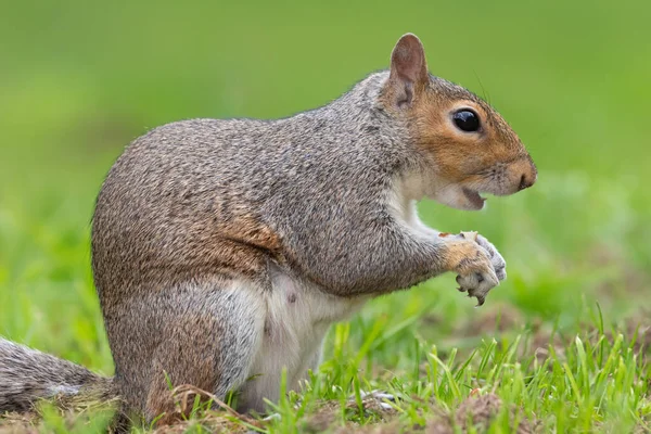 Widok Boku Wschodnią Szarą Wiewiórkę Sciurus Carolinensis Jedzącą Orzecha — Zdjęcie stockowe