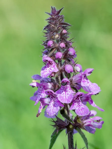 Close Marsh Hedgenettle Stachys Palustris Flower Bloom — Stock Photo, Image