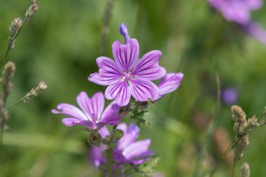 Çiçeklerin açtığı yaygın yosun (malva sylvestris) çiçeklerini kapat
