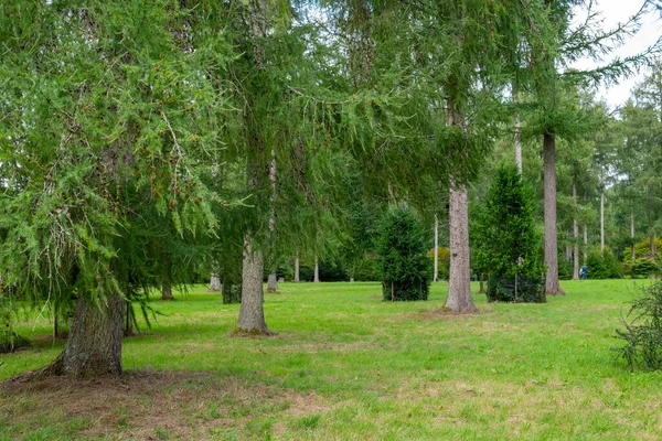 Footpath Trees Westonbirt Arboretum — Stock Photo, Image