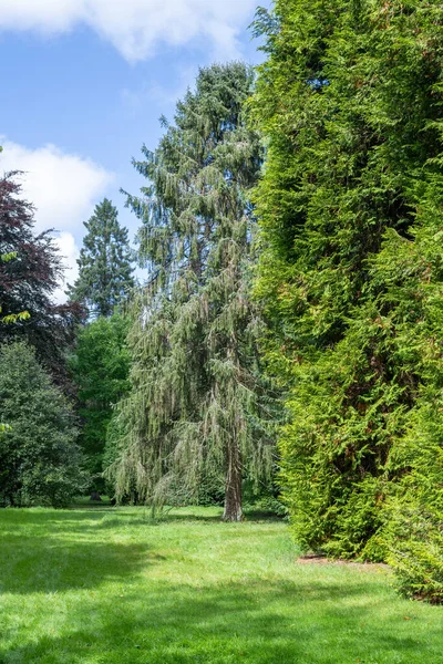 Fir Trees Westonbirt Arboretum — Stock Photo, Image