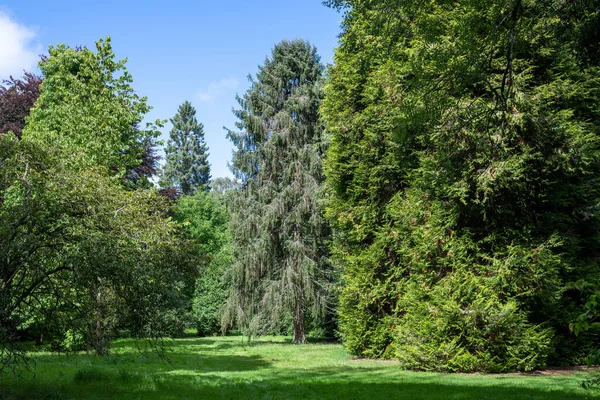 Fir Trees Westonbirt Arboretum — Stock Photo, Image