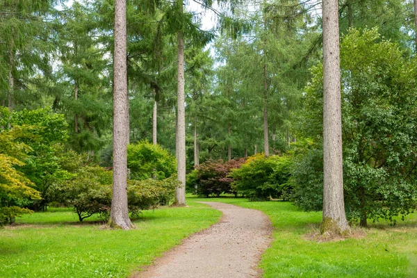 Footpath Trees Westonbirt Arboretum — Stock Photo, Image