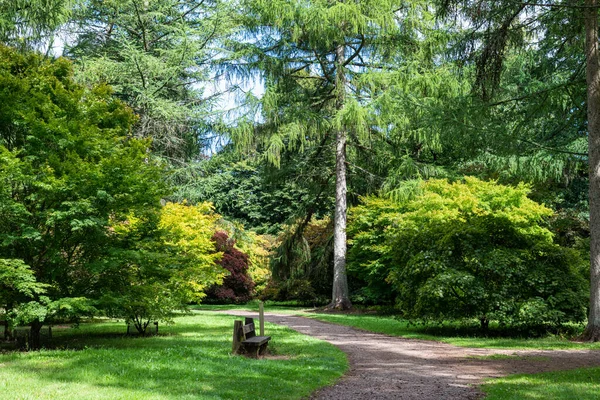 Footpath Trees Westonbirt Arboretum — Stock Photo, Image