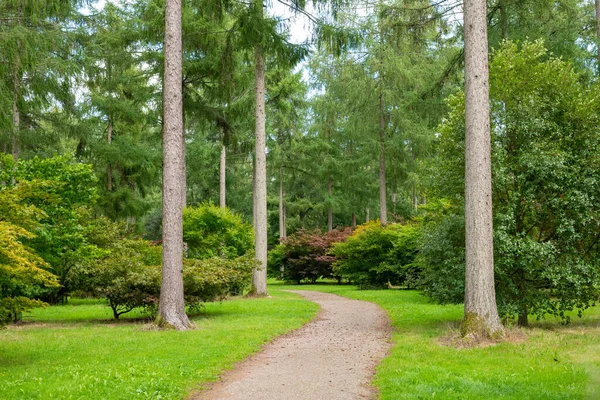 Passo Passo Pelas Árvores Westonbirt Arboretum — Fotografia de Stock