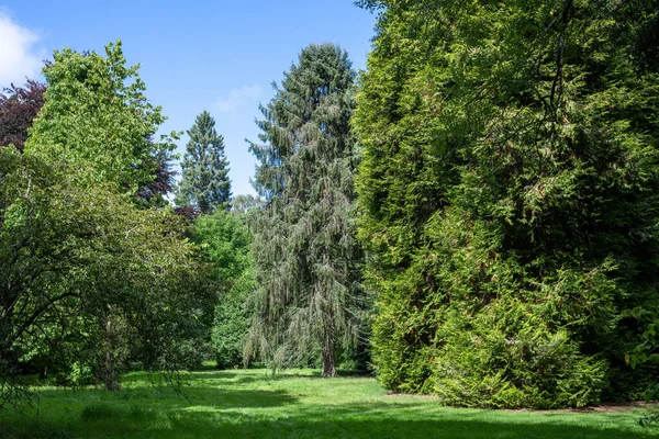 Westonbirt botanik bahçesindeki fidan ağaçları