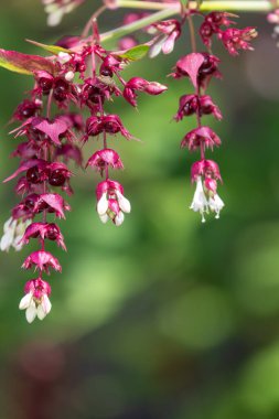 Himalaya hanımeli (leycesteria formosa) çiçeklerinin açılışını kapat