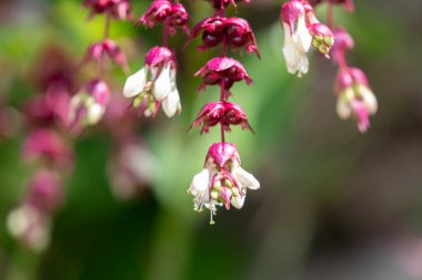 Himalaya hanımeli (leycesteria formosa) çiçeklerinin açılışını kapat