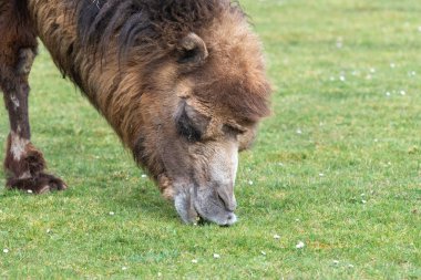 Çayırda otlayan Bactrian devesinin (kamelus bactrianus) kafasından vuruşu