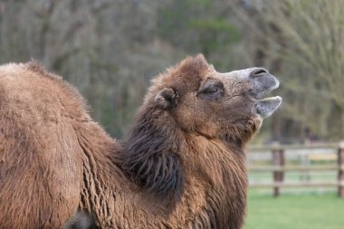 Vahşi yaşam parkında bir Bactrian devesini (kamelus bactrianus) kapatın