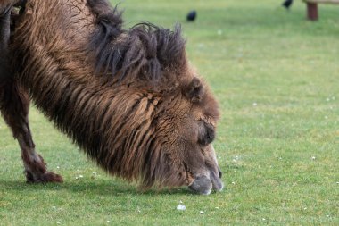 Çayırda otlayan Bactrian devesinin (kamelus bactrianus) kafasından vuruşu