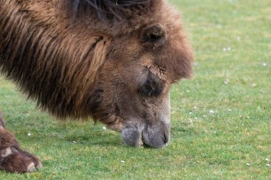 Çayırda otlayan Bactrian devesinin (kamelus bactrianus) kafasından vuruşu