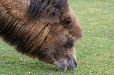 Çayırda otlayan Bactrian devesinin (kamelus bactrianus) kafasından vuruşu