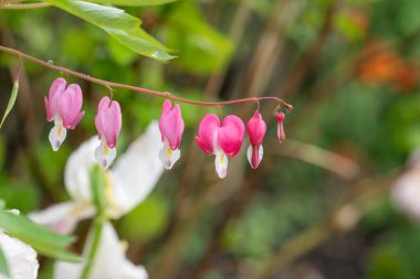 Kanayan bir kalbe (dicentra spectabilis) çiçek açarken yaklaş