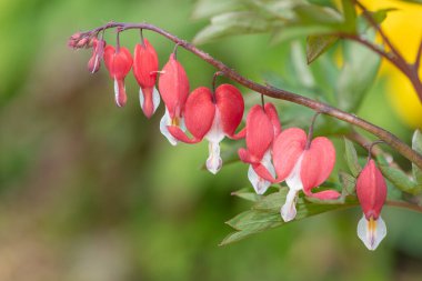 Kanayan bir kalbe (dicentra spectabilis) çiçek açarken yaklaş