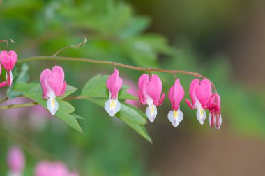 Kanayan bir kalbe (dicentra spectabilis) çiçek açarken yaklaş