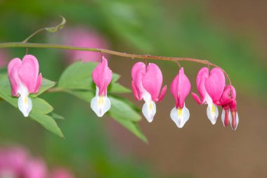 Kanayan bir kalbe (dicentra spectabilis) çiçek açarken yaklaş