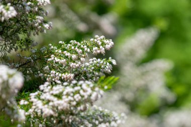 Çiçekler açtığında Cornish fundalığını kapatın.