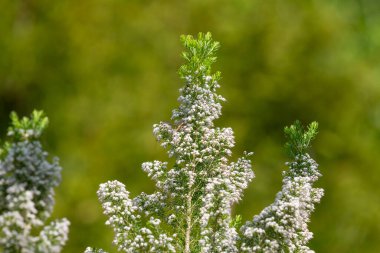 Çiçekler açtığında Cornish fundalığını kapatın.