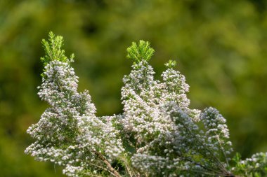 Çiçekler açtığında Cornish fundalığını kapatın.
