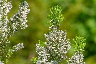 Çiçekler açtığında Cornish fundalığını kapatın.