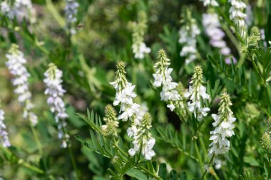 Çiçekler açtığında keçi pişmanlığı (galega officinalis) çiçeklerini kapatın