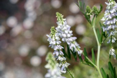 Çiçekler açtığında keçi pişmanlığı (galega officinalis) çiçeklerini kapatın
