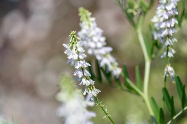 Çiçekler açtığında keçi pişmanlığı (galega officinalis) çiçeklerini kapatın
