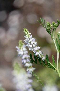 Çiçekler açtığında keçi pişmanlığı (galega officinalis) çiçeklerini kapatın