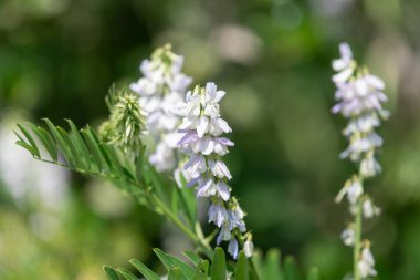 Çiçekler açtığında keçi pişmanlığı (galega officinalis) çiçeklerini kapatın