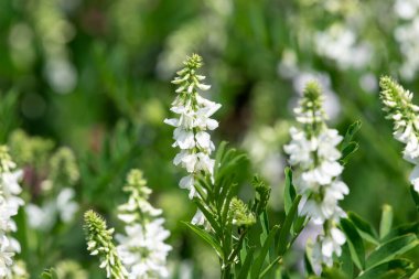 Çiçekler açtığında keçi pişmanlığı (galega officinalis) çiçeklerini kapatın