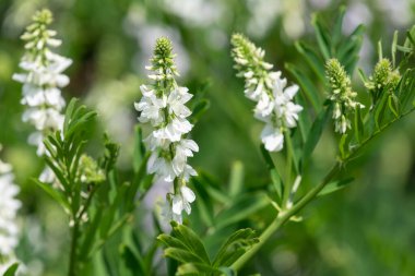 Çiçekler açtığında keçi pişmanlığı (galega officinalis) çiçeklerini kapatın