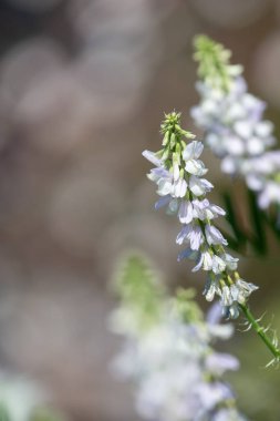 Çiçekler açtığında keçi pişmanlığı (galega officinalis) çiçeklerini kapatın