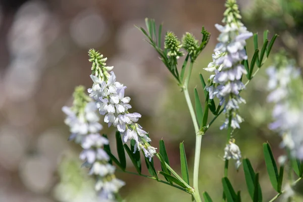 Çiçekler açtığında keçi pişmanlığı (galega officinalis) çiçeklerini kapatın