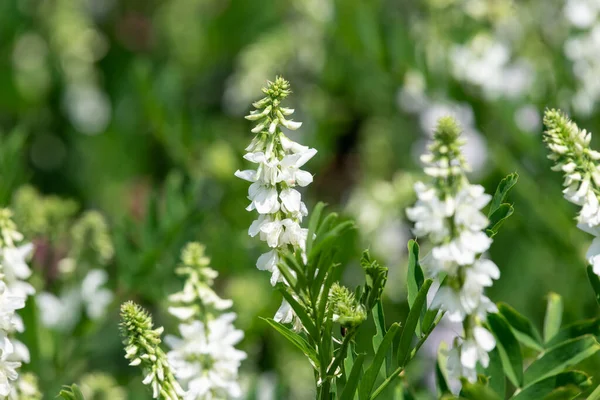Çiçekler açtığında keçi pişmanlığı (galega officinalis) çiçeklerini kapatın