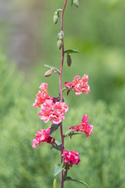 Çiçekler açan dağ çelenklerini (clarkia unguiculata) kapatın