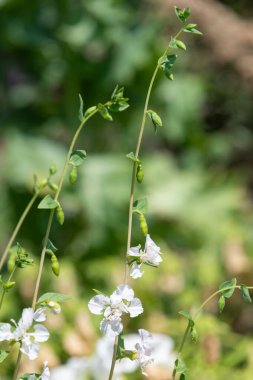 Çiçekler açan dağ çelenklerini (clarkia unguiculata) kapatın