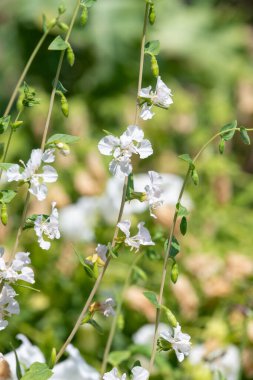 Çiçekler açan dağ çelenklerini (clarkia unguiculata) kapatın