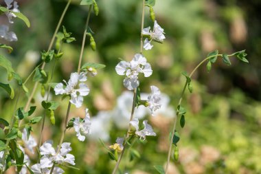Çiçekler açan dağ çelenklerini (clarkia unguiculata) kapatın