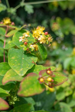 Çiçekler açan çalılık St Johns otuna (hypericum androsaemum) yakın plan