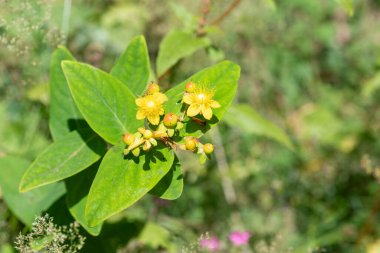 Çiçekler açan çalılık St Johns otuna (hypericum androsaemum) yakın plan