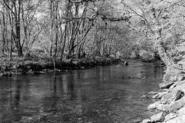 Barle nehrinin Exmoor Ulusal Parkı 'ndaki Tarr Basamakları' nda akan manzarası.