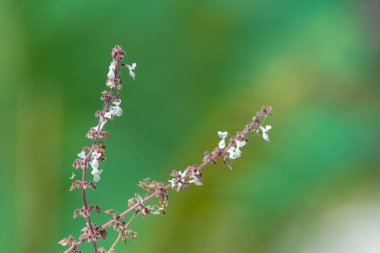 Çiçek açmış gümüş bir çiçek (coleus argentatus) yakın çekim