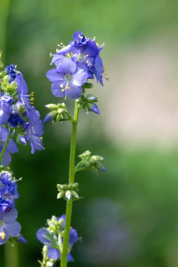 Çiçek açan Jacobs merdiveninin (polemonyum caeruleum) kapağı