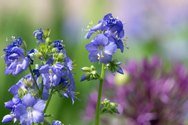 Çiçek açan Jacobs merdiveninin (polemonyum caeruleum) kapağı
